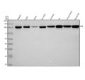 Anti-IDE/Insulysin Rabbit Monoclonal Antibody