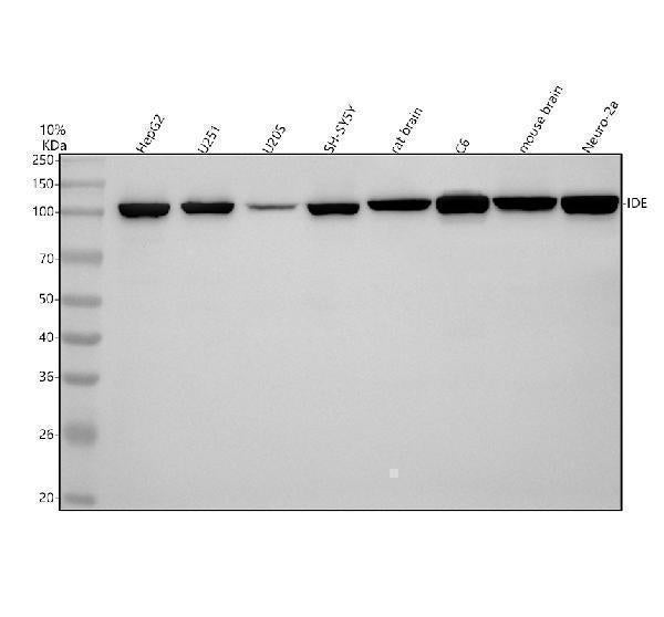 Anti-IDE/Insulysin Rabbit Monoclonal Antibody