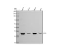 Anti-Cathepsin D CTSD Rabbit Monoclonal Antibody