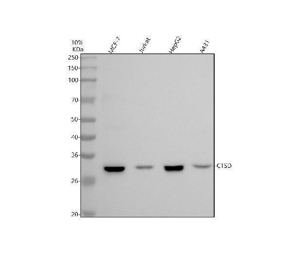 Anti-Cathepsin D CTSD Rabbit Monoclonal Antibody