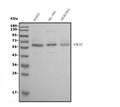 Anti-CDC45L Picoband® Antibody (monoclonal, 6H6)