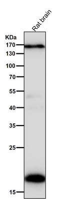 Anti-Pleiotrophin Rabbit Monoclonal Antibody