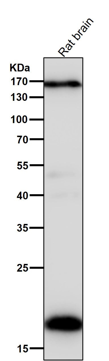 Anti-Pleiotrophin Rabbit Monoclonal Antibody
