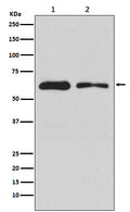 Western blot analysis of DOPA Decarboxylase expression in (1) 293T cell lysate; (2) RAW 264 .7 cell lysate.