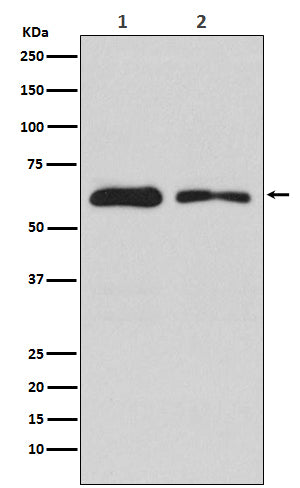 Western blot analysis of DOPA Decarboxylase expression in (1) 293T cell lysate; (2) RAW 264 .7 cell lysate.