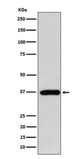Western blot analysis of FBP1 expression in MCF7 cell lysate.