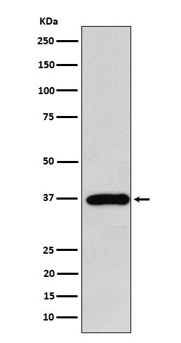 Western blot analysis of FBP1 expression in MCF7 cell lysate.