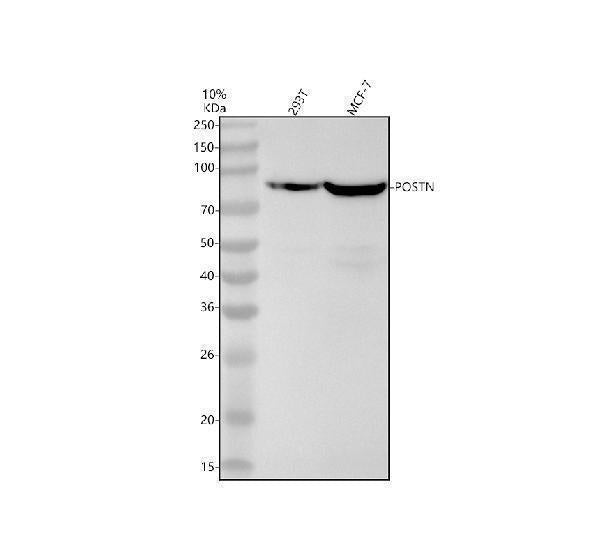 Anti-Periostin Monoclonal Antibody