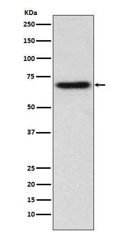 Western blot analysis of ITK expression in Jurkat cell lysate.