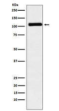 Western blot analysis of MIB1 / DIP1 expression in Caco2 cell lysate.