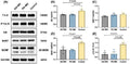 Anti-TrkB Rabbit Monoclonal Antibody