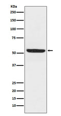 Western blot analysis of SPHK1 expression in Raji cell lysate.