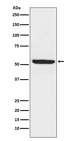 Western blot analysis of SPHK1 expression in Raji cell lysate.