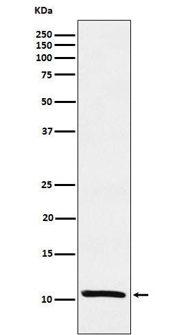 Western blot analysis of Estrogen Inducible Protein pS2 expression in MCF-7 cell lysate.