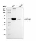 Anti-ALDH1A1 Antibody Picoband® (monoclonal, 4C3)