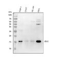Anti-IBA1 AIF1 Monoclonal Antibody