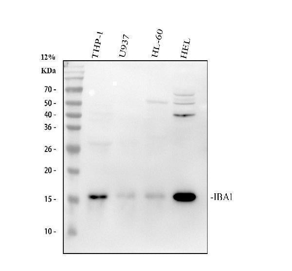 Anti-IBA1 AIF1 Monoclonal Antibody