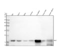 Anti-Iba1 Rabbit Monoclonal Antibody