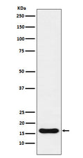 Western blot analysis of Iba1 expression in U937 cell lysate.