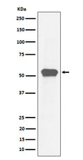 Western blot analysis of MEF2A expression in HeLa cell lysate.