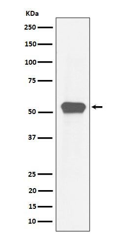 Western blot analysis of MEF2A expression in HeLa cell lysate.