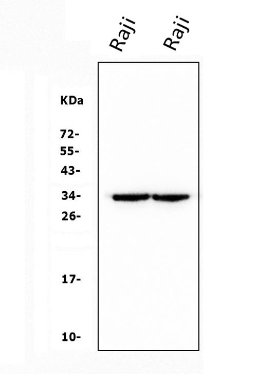 Anti-CD79b Antibody Picoband®(monoclonal, 6H11)