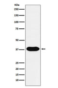 Western blot analysis of CD79b expression in Raji cell lysate.