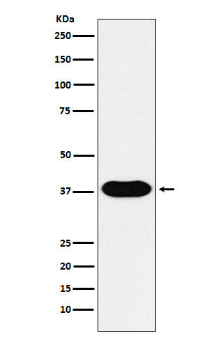 Western blot analysis of CD79b expression in Raji cell lysate.