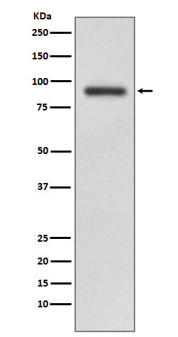 Western blot analysis of RALBP1 expression in HeLa cell lysate.