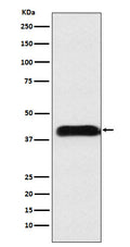 Western blot analysis of M6PR  expression in A549 cell lysate.