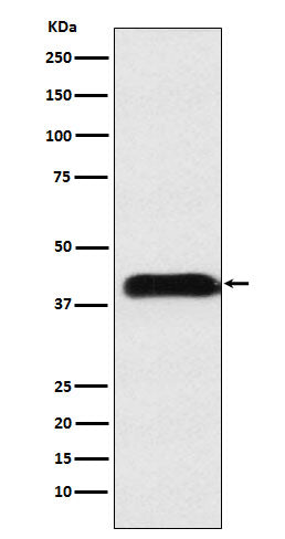 Western blot analysis of M6PR  expression in A549 cell lysate.