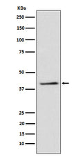 Western blot analysis of TRIB3 expression in 293T cell lysate.