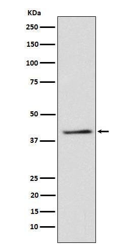 Western blot analysis of TRIB3 expression in 293T cell lysate.