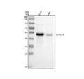 Anti-GATA2/3 Rabbit Monoclonal Antibody