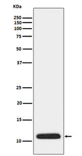 Anti-APOC3 Rabbit Monoclonal Antibody