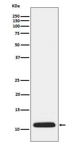 Anti-APOC3 Rabbit Monoclonal Antibody