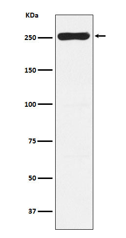 Western blot analysis of WNK1 expression in Saos-2 cell lysate.