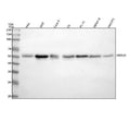 Anti-Smad5 Rabbit Monoclonal Antibody