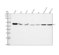 Anti-ELK1 Rabbit Monoclonal Antibody