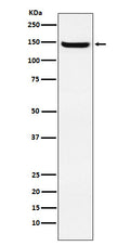 Western blot analysis of JAG2 expression in HUVEC cell lysate.
