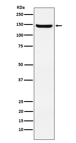 Western blot analysis of JAG2 expression in HUVEC cell lysate.