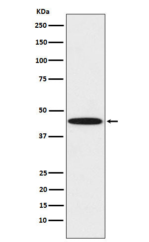 Western blot analysis of DDB2 expression in HeLa cell lysate.