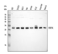 Anti-Rab11A Antibody Picoband® (monoclonal, 4H9)