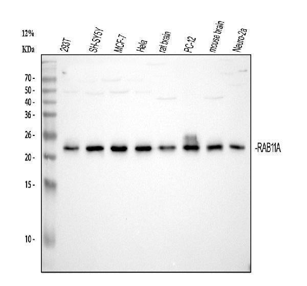 Anti-Rab11A Antibody Picoband® (monoclonal, 4H9)