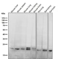 All lanes use the Antibody at 1:5K dilution for 1 hour at room temperature.