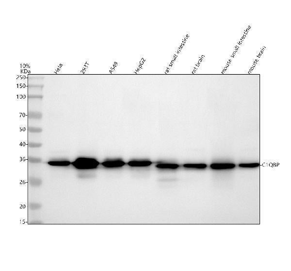 Anti-C1QBP Rabbit Monoclonal Antibody