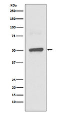 Western blot analysis of BPI expression in THP1 lysate.
