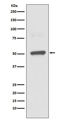 Western blot analysis of BPI expression in THP1 lysate.
