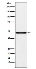 Western blot analysis of NPHS2 expression in Human fetal kidney lysate.
