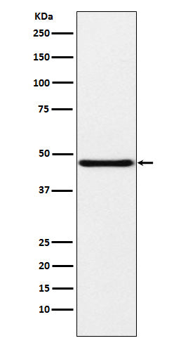 Western blot analysis of NPHS2 expression in Human fetal kidney lysate.